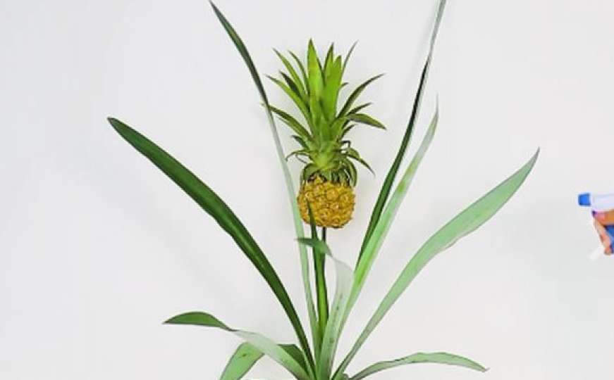 Prejednostavno i briljantno: Kako uzgojiti ananas u stanu
