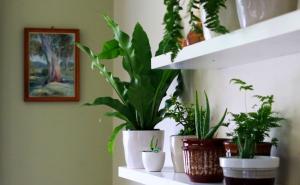 Da li i vi ne znate da održite kućne biljke u životu? Evo rješenja