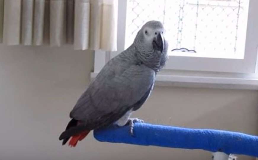 "Najpričljiviji" papagaj na svijetu: Odlično izgovara preko 350 riječi