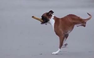 Nema zadnje šape, ali to ga ne sprečava da bude aktivan pas