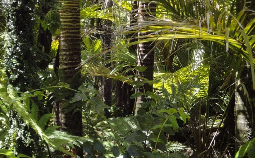 Najveća prašuma svijeta i nije tako netaknuta kao što smo mislili