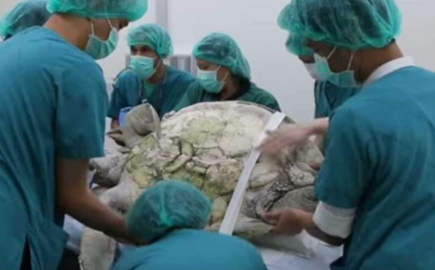 Iz želuca kornjače izvadili gotovo hiljadu kovanica