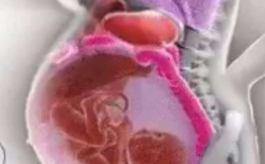 Žensko tijelo kao savršen stroj: Kako se organi mijenjaju u trudnoći