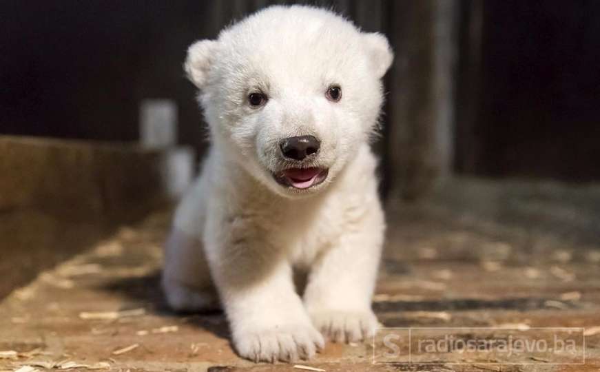 Berlin tuguje: Uginulo mladunče polarnog medvjeda