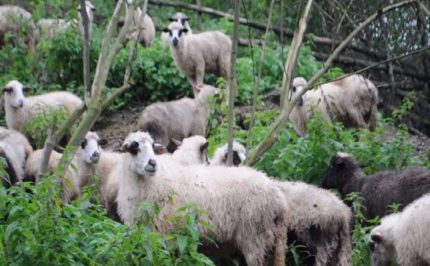 U Modriči spašeni čobani, u toku evakuacija ovaca