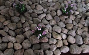 U Zemaljskom muzeju izložba u znaku ugroženih vrsta karanfila