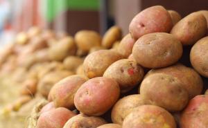 Zabranjen uvoz šest pošiljki: U BiH stiglo 77 tona zaraženog krompira iz EU