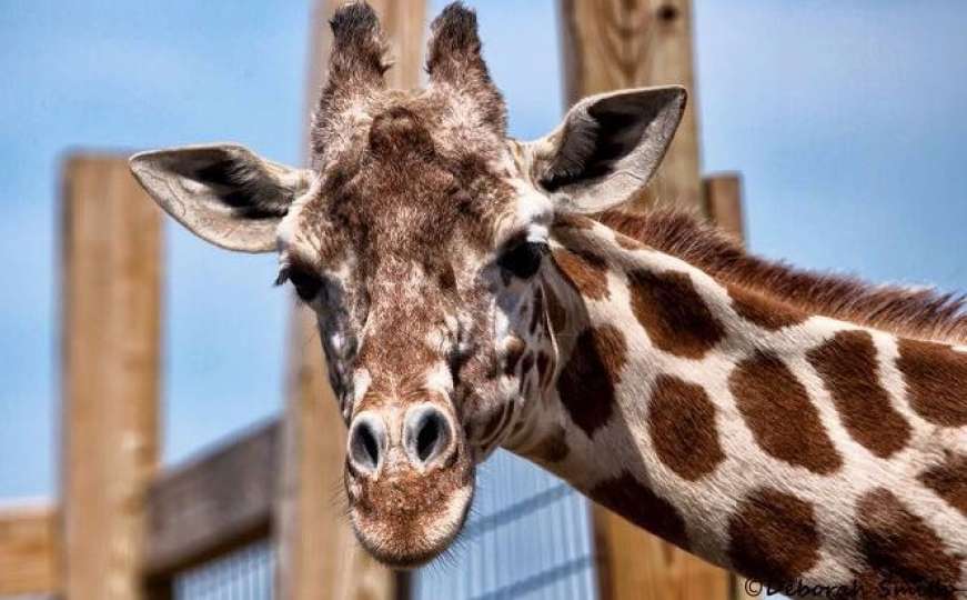 Kako je porod žirafe April postao najiščekivaniji svjetski događaj