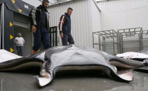 Skrivene u morskim dubinama: Ribari uhvatili raže teške po 200 kilograma