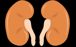 Oprez: Ovih 10 simptoma skriva bolest bubrega