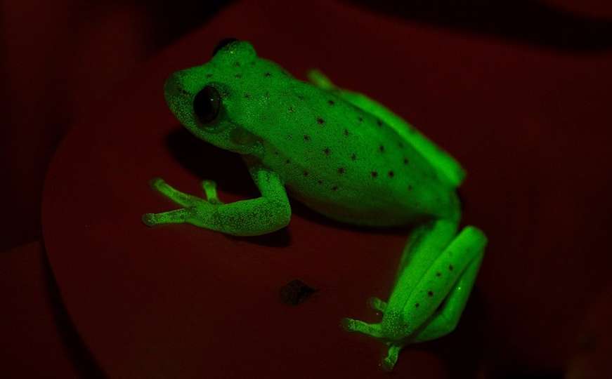 Fascinantno otkriće naučnika: Ova žaba je oduševila cijeli svijet