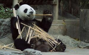 Otkriveno zbog čega pande imaju crno-bijelo krzno