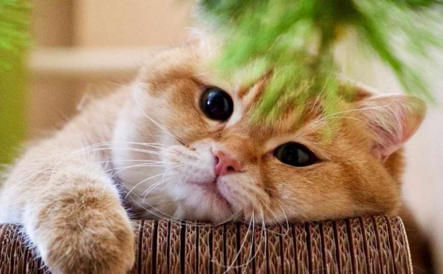 Upoznajte Hosico: On je najslađi mačak na svijetu