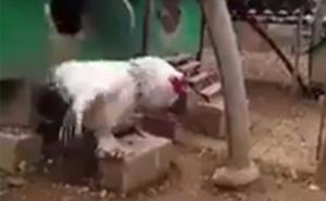 Je li ovo stvarno džinovski pijetao ili čovjek u kostimu pijetla