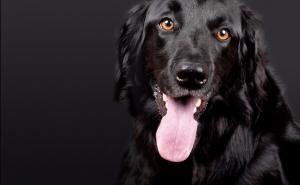 Istraživanja dokazala da psi prepoznaju loše ljude 