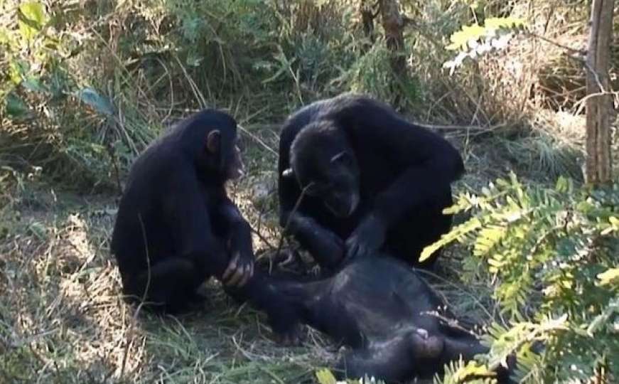 Nikad prije viđeno: Čimpanze oplakuju umrlog