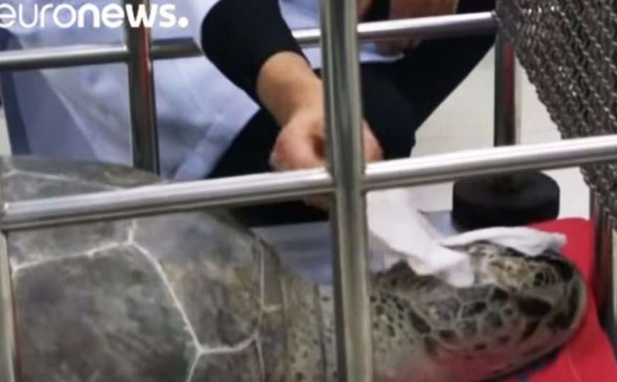 Uginula kornjača iz čijeg su želuca veterinari izvadili skoro hiljadu novčića