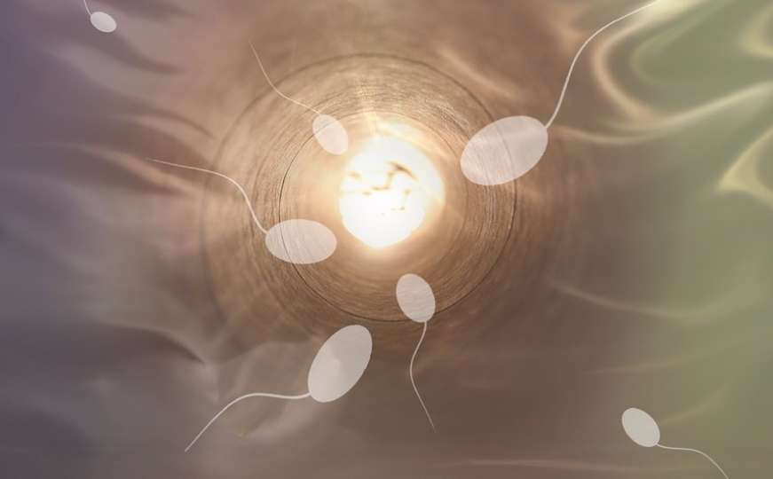 Utrka zvana život: Kako izgleda plivanje spermatozoida