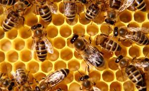 U FBiH stradalo 60 posto pčela: "Ovo je problem koji se ne smije zanemariti"