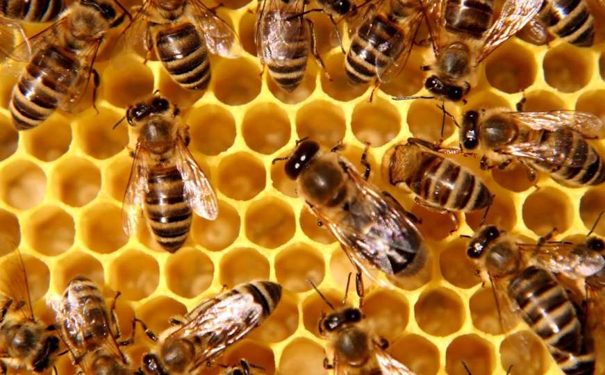 U FBiH stradalo 60 posto pčela: "Ovo je problem koji se ne smije zanemariti"