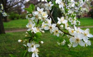 Imate zasade voća u dvorištu? Iz Ministarstva upozoravaju na mraz