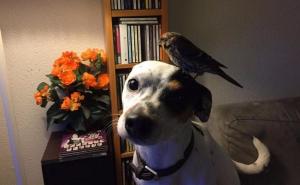 Heroj društvenih mreža: Psić spasio onesviještenu pticu