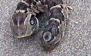 Je li ovo zmija? Žena pronašla stvorenje s "dvije glave" u vrtu  