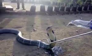 Zbog suše: Kobra je tako žedna da su joj dali da pije vodu iz boce