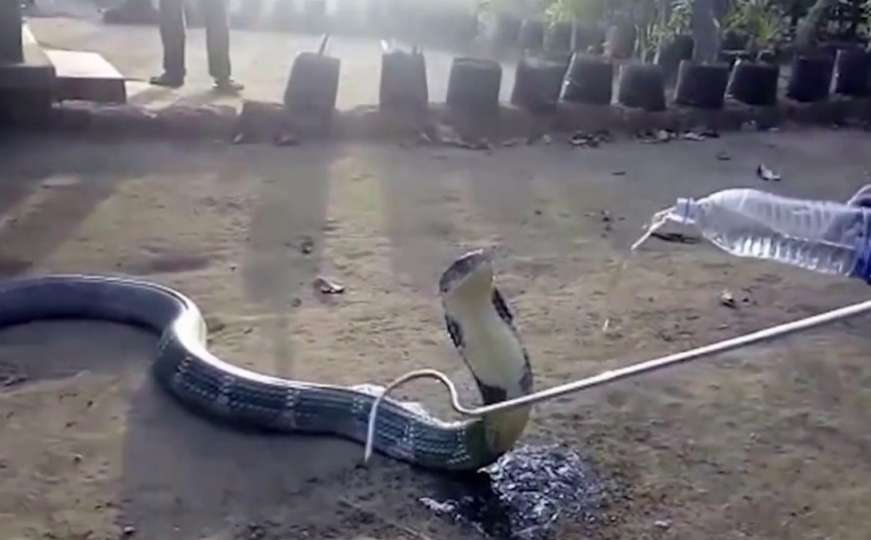 Zbog suše: Kobra je tako žedna da su joj dali da pije vodu iz boce