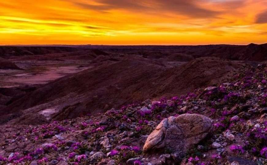 Čuda prirode: Divno cvijeće procvalo u pustinji, turisti oduševljeni