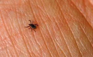 Hrane se vašom krvlju: Zaštitite se od krpelja ovim prirodnim sprejem