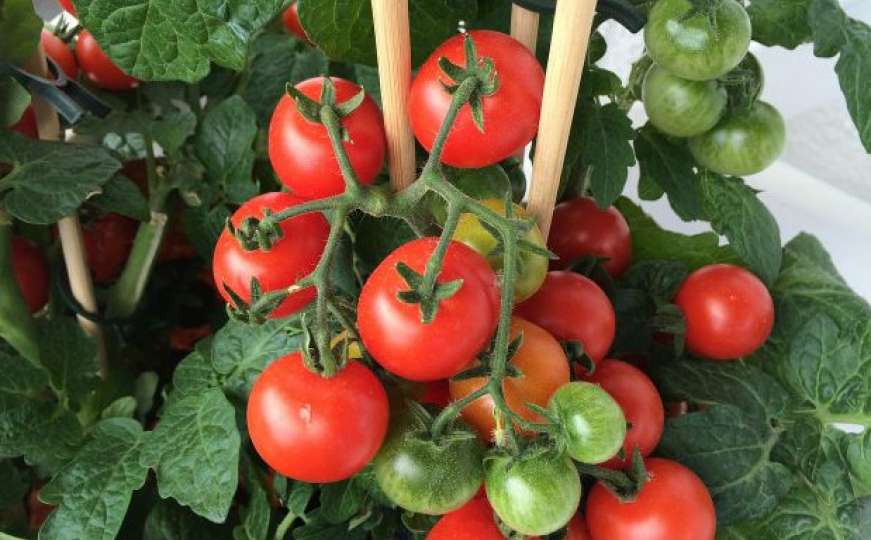 Savjeti: Kako da uzgojite paradajz na balkonu - jednostavno je