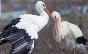 Nakon 14 godina ljubavi: Klepetan nije došao Malenoj...