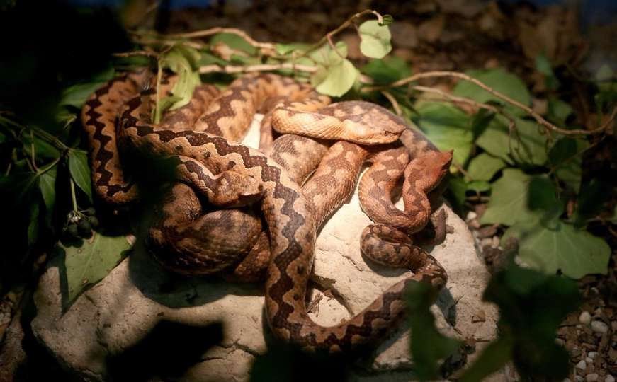 Neven posjeduje jedinstvenu zbirku najotrovnijih zmija svijeta