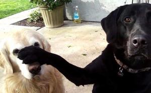 Pas ovih devet stvari radi namjerno, a evo što znače!