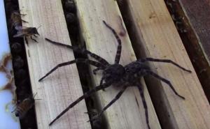 Pošiljka: Carina umjesto cipela u kutijama pronašla zmije i pauke