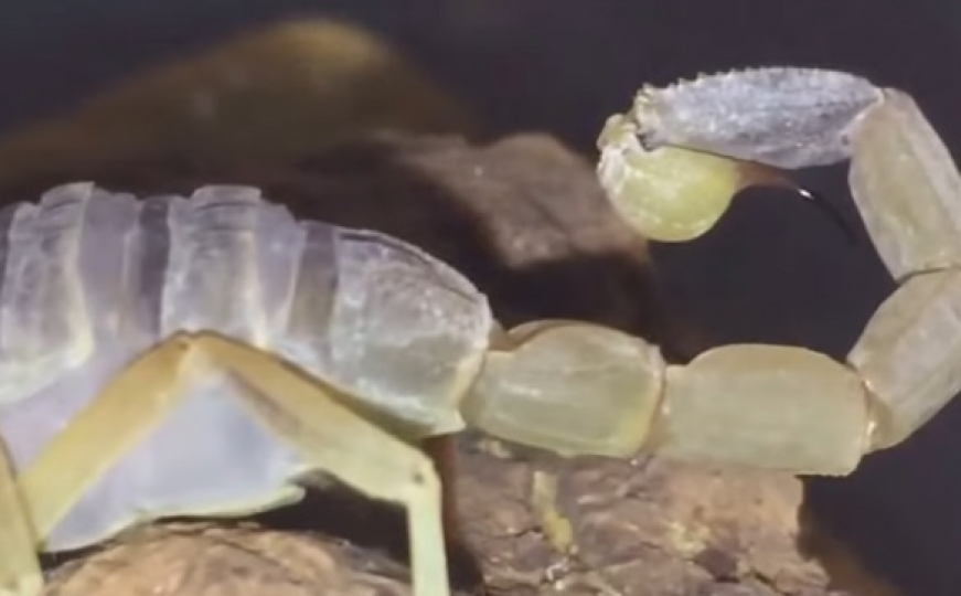 Prvi put snimljen napad najsmrtonosnijeg škorpiona na svijetu