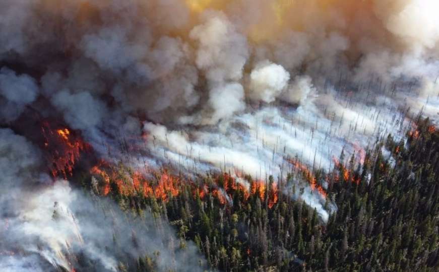 Gornji Vakuf: Palio korov, pa zapalio šumu - šteta 150.000 KM