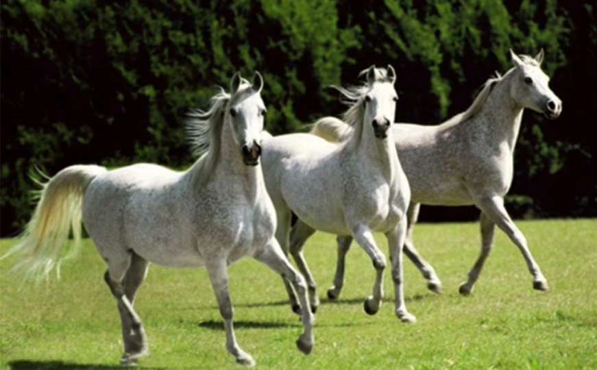 Tri bijela konja zbunila banjalučke vozače