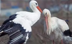 Ipak je živ: Klepetan se vratio Malenoj, razbacao gnijezdo i potukao se