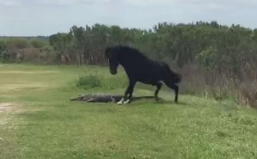 Florida: Divlji konj napao aligatora