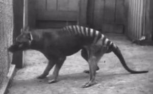 Najveći mesožder savremenog doba uočen 80 godina nakon izumiranja