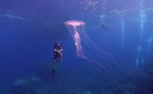 Naučnici otkrili koje su najstarije životinje na planeti