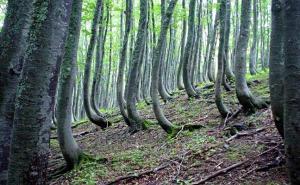 Prašuma Perućica nominirana za upis na listu svjetske baštine UNESCO-a