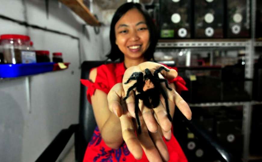 Neobični ljubimci: Upoznajte ženu koja živi s 1500 tarantula