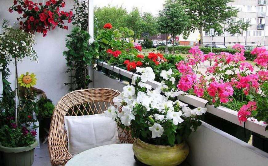Sađenje i uzgoj cvijeća na balkonu: Najbolji, proljetni savjeti