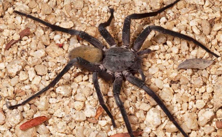Otkrivena je nova vrsta džinovskog pauka - i naučnici su iznenađeni