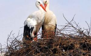 Klepetan i Malena već imaju nekoliko svojih jaja