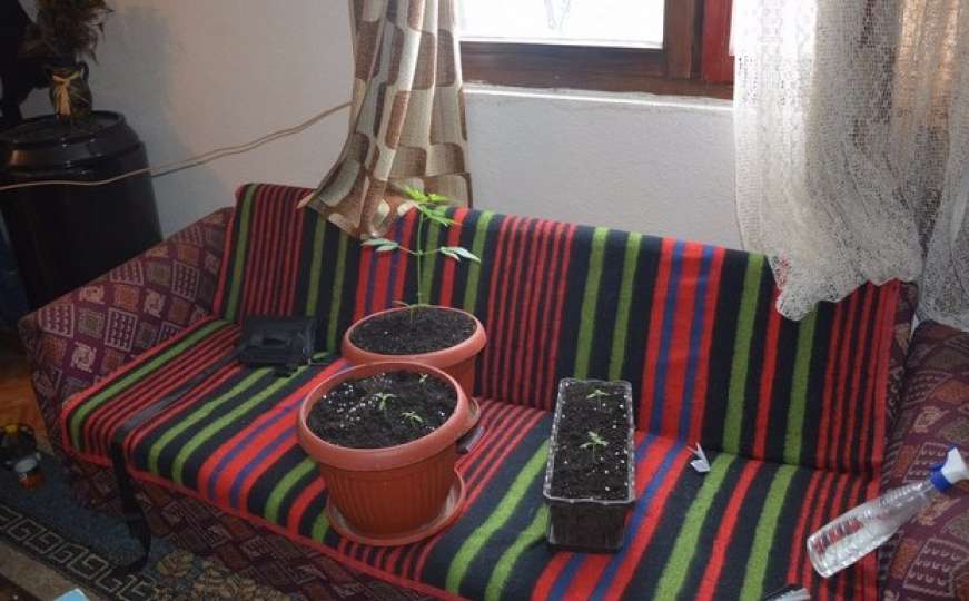 U Doboju u kućnoj radinosti uzgajali marihuanu 