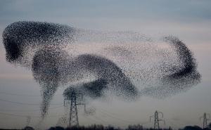 Kad ptice stvaraju umjetnost: Fascinantni video koji će vas ostaviti bez daha